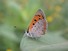 American Copper