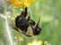 Bumblebee