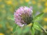 Red Clover