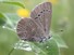 Silvery Blue