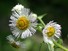 Asters