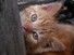 Marmalade