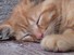 Marmalade
