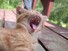 Marmalade