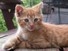 Marmalade