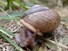 Snail