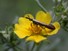 Moth on Cinquefoil