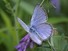 Silvery Blue