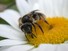 Bee on Daisy