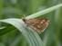 Arctic Skipper