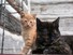 Smudge and her kitten