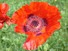 Poppy flower