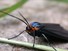 Virginia Ctenucha