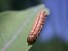 Caterpillar