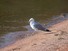 Ring-billed Gull