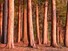Red Pines