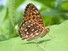 Atlantis Fritillary