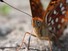 Atlantis Fritillary