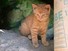 Marmalade