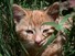 Marmalade