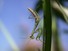 Praying Mantis
