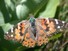 Painted Lady