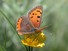 American Copper