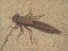 Dragonfly Nymph