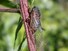 Cicada