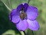 Purple flower
