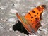 Eastern Comma