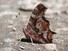 Eastern Comma