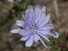 Chicory