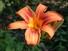 Day Lilly