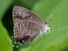 Striped Hairstreak
