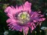 Poppy flower