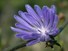 Chicory
