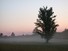 A tree in the mist