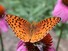 Fritillary