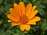 Heliopses
