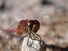 White Faced Meadowhawk