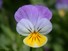 Viola
