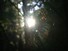 Spiderweb