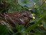 Female Purple Finch