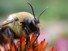Bumblebee