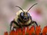 Bumblebee