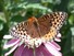Great-spangled Fritillary