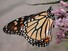 Monarch