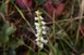 Case&rsquo;s Ladies&rsquo;-tresses