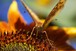 Fritillary